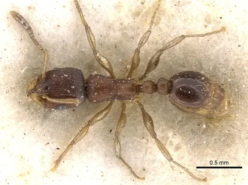 Tetramorium pusillum specimen CASENT0280862 image casent0280862_1