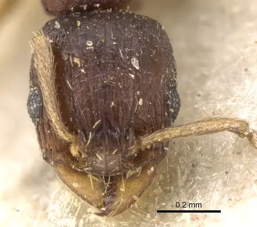 Tetramorium pusillum specimen CASENT0280862 image casent0280862_2