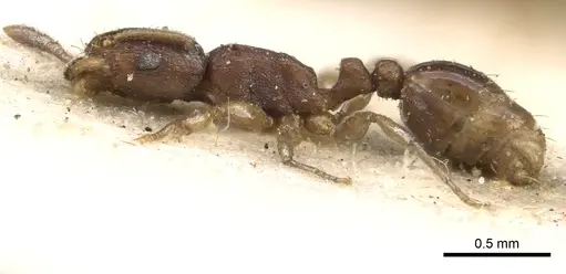 Tetramorium pusillum specimen CASENT0280862 image casent0280862_3