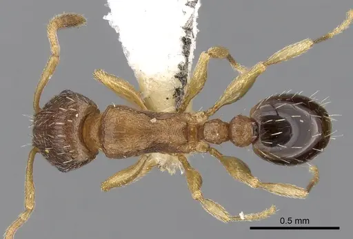 Tetramorium pusillum specimen CASENT0280917 image casent0280917_1