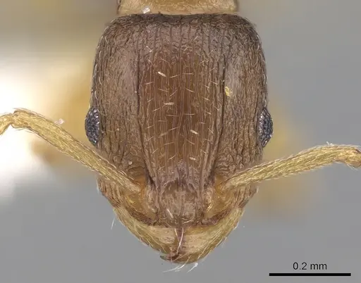 Tetramorium pusillum specimen CASENT0280917 image casent0280917_2