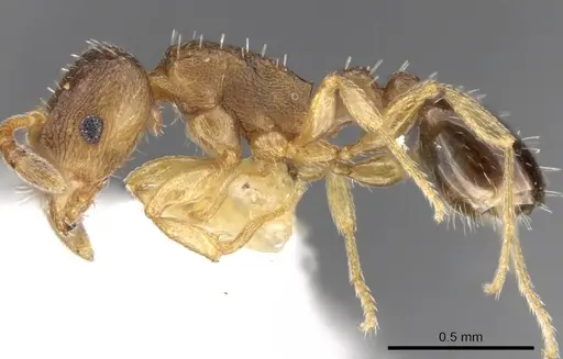 Tetramorium pusillum specimen CASENT0280917 image casent0280917_3