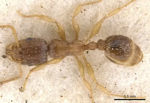 Tetramorium pusillum specimen CASENT0901222 image casent0901222_1