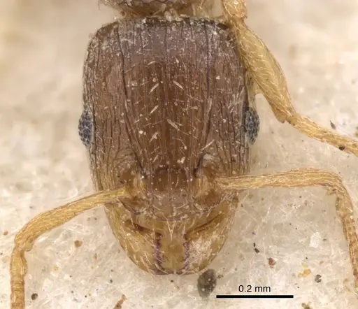 Tetramorium pusillum specimen CASENT0901222 image casent0901222_2