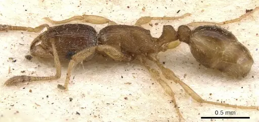 Tetramorium pusillum specimen CASENT0901222 image casent0901222_3