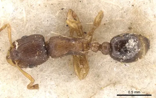 Tetramorium pusillum specimen CASENT0901223 image casent0901223_1
