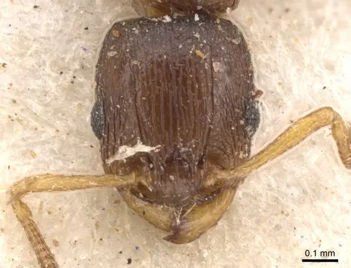 Tetramorium pusillum specimen CASENT0901223 image casent0901223_2