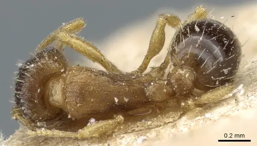 Tetramorium pusillum specimen CASENT0904833 image casent0904833_1