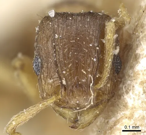 Tetramorium pusillum specimen CASENT0904833 image casent0904833_2