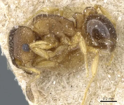 Tetramorium pusillum specimen CASENT0904833 image casent0904833_3