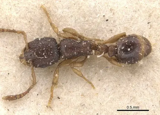 Tetramorium pusillum specimen CASENT0909145 image casent0909145_1