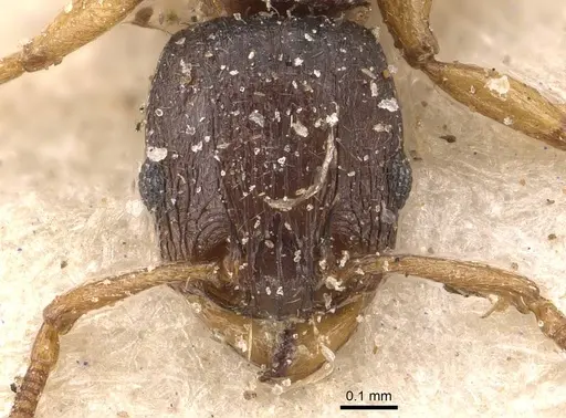 Tetramorium pusillum specimen CASENT0909145 image casent0909145_2