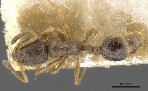 Tetramorium pusillum specimen CASENT0909148 image casent0909148_1