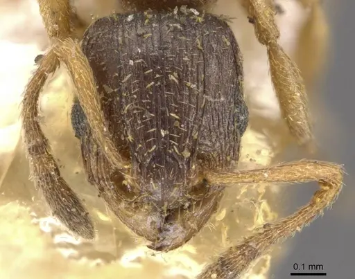 Tetramorium pusillum specimen CASENT0909148 image casent0909148_2