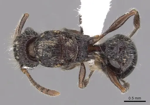 Tetramorium pylacum specimen CASENT0418168 image casent0418168_1