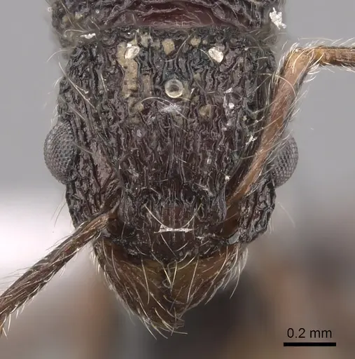 Tetramorium pylacum specimen CASENT0418168 image casent0418168_2