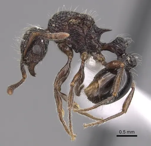 Tetramorium pylacum specimen CASENT0418168 image casent0418168_3