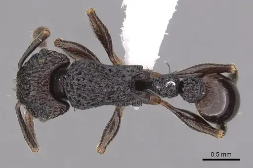 Tetramorium pylacum specimen CASENT0425958 image casent0425958_1