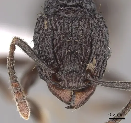 Tetramorium pylacum specimen CASENT0425958 image casent0425958_2