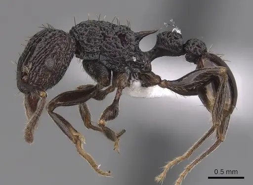 Tetramorium pylacum specimen CASENT0425958 image casent0425958_3