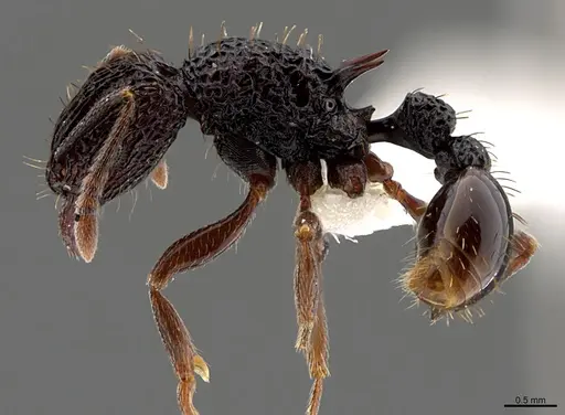 Tetramorium pylacum specimen CASENT0845486 image casent0845486_1