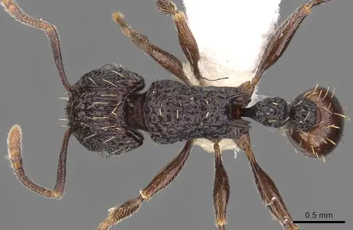 Tetramorium pylacum specimen CASENT0901205 image casent0901205_1