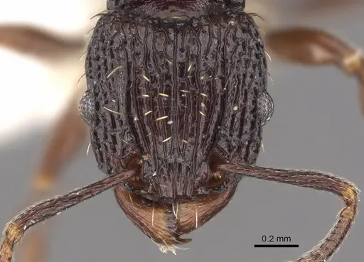 Tetramorium pylacum specimen CASENT0901205 image casent0901205_2