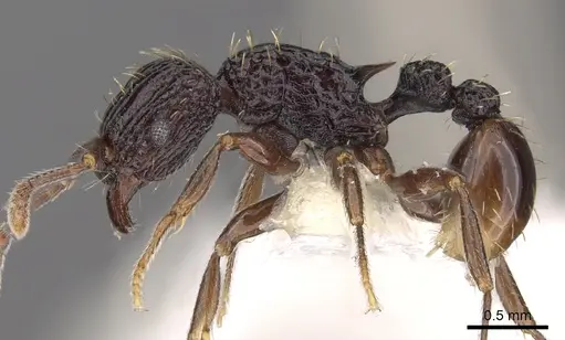 Tetramorium pylacum specimen CASENT0901205 image casent0901205_3