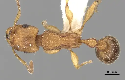 Tetramorium quadridentatum specimen CASENT0280921 image casent0280921_1