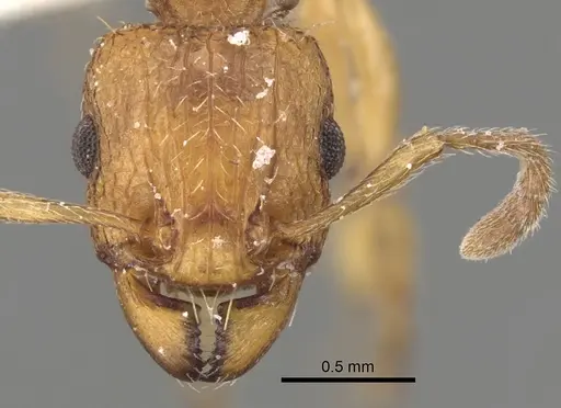 Tetramorium quadridentatum specimen CASENT0280921 image casent0280921_2