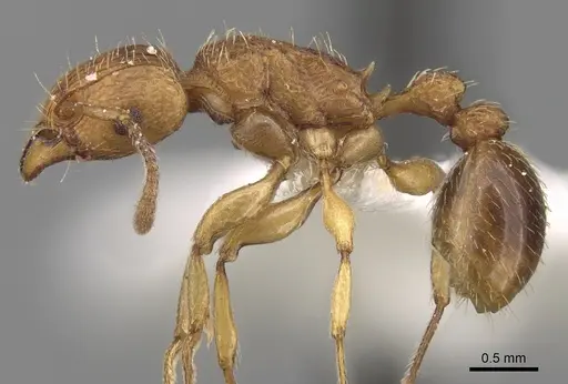 Tetramorium quadridentatum specimen CASENT0280921 image casent0280921_3