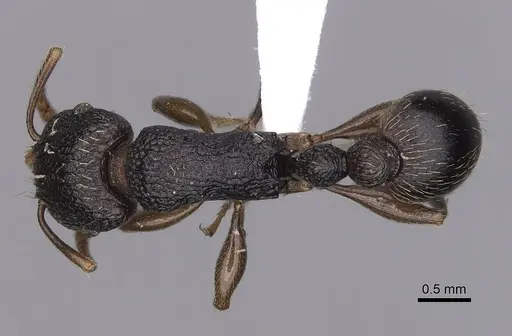 Tetramorium quadridentatum specimen CASENT0316968 image casent0316968_1