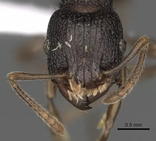 Tetramorium quadridentatum specimen CASENT0316968 image casent0316968_2