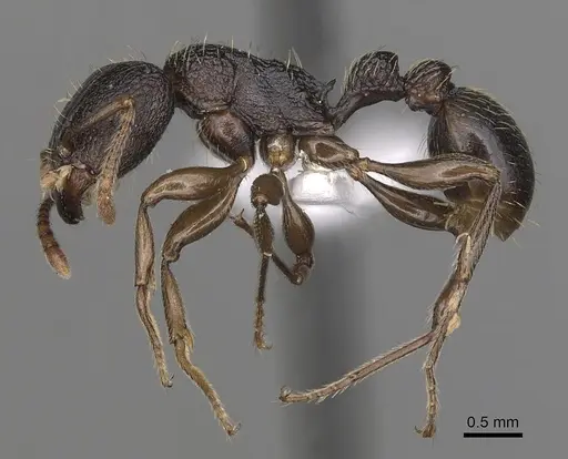 Tetramorium quadridentatum specimen CASENT0316968 image casent0316968_3