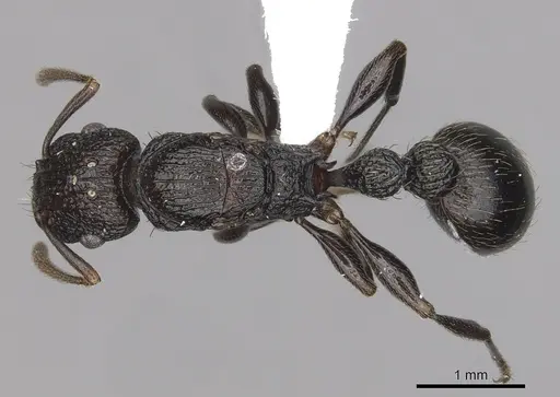 Tetramorium quadridentatum specimen CASENT0316969 image casent0316969_1