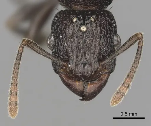 Tetramorium quadridentatum specimen CASENT0316969 image casent0316969_2