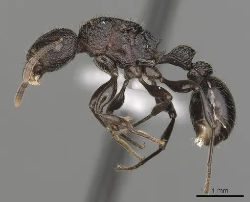 Tetramorium quadridentatum specimen CASENT0316969 image casent0316969_3
