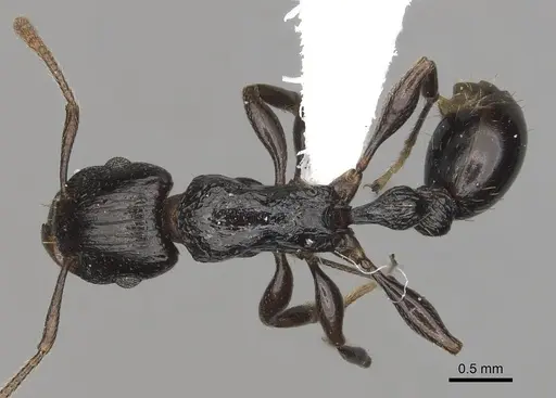 Tetramorium quadridentatum specimen CASENT0316970 image casent0316970_1
