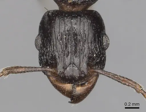 Tetramorium quadridentatum specimen CASENT0316970 image casent0316970_2