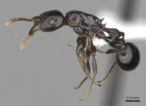 Tetramorium quadridentatum specimen CASENT0316970 image casent0316970_3