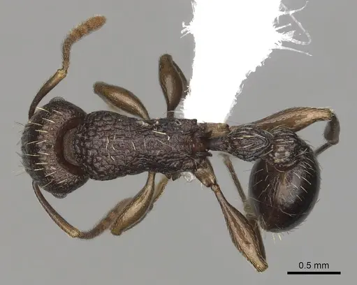 Tetramorium quadridentatum specimen CASENT0413029 image casent0413029_1