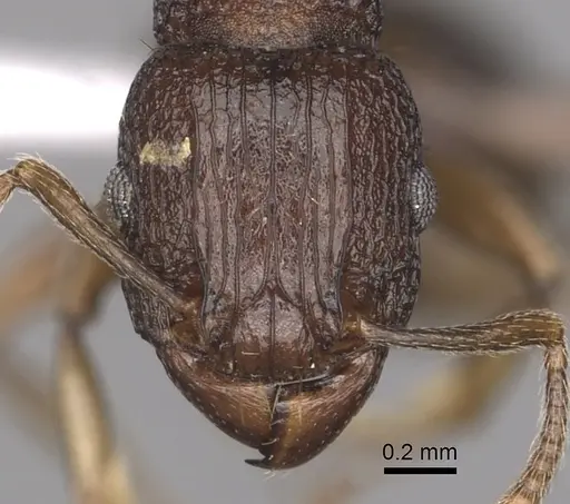Tetramorium quadridentatum specimen CASENT0413029 image casent0413029_2