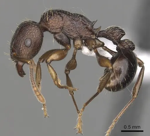 Tetramorium quadridentatum specimen CASENT0413029 image casent0413029_3