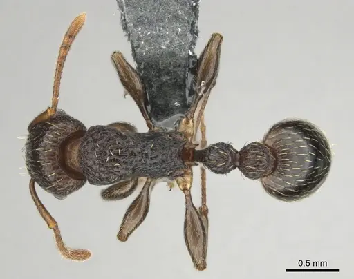 Tetramorium quadridentatum specimen CASENT0815729 image casent0815729_1