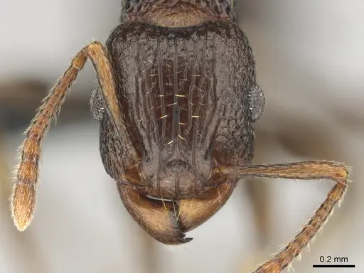 Tetramorium quadridentatum specimen CASENT0815729 image casent0815729_2