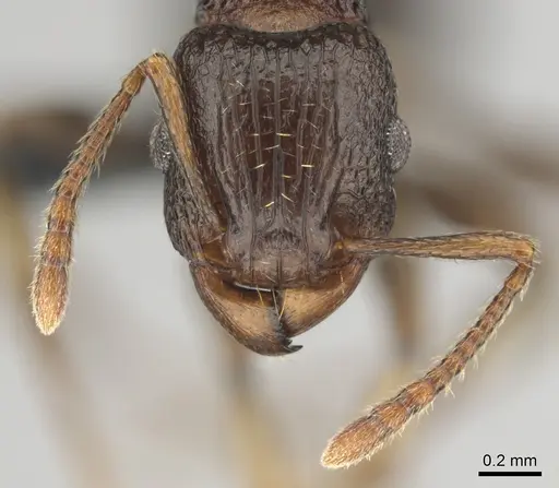 Tetramorium quadridentatum specimen CASENT0815729 image casent0815729_3