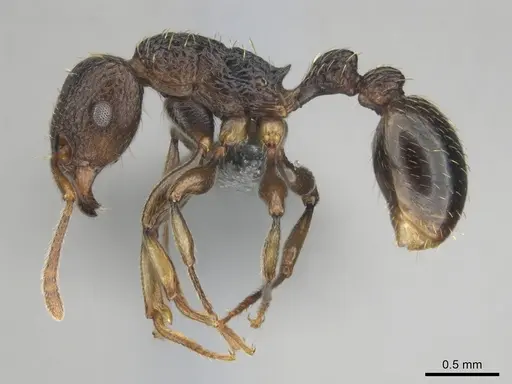 Tetramorium quadridentatum specimen CASENT0815729 image casent0815729_4