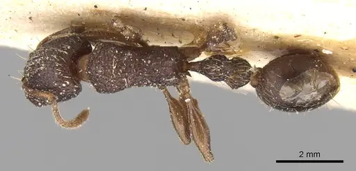 Tetramorium quadridentatum specimen CASENT0906126 image casent0906126_1