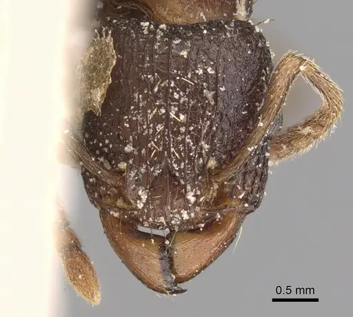 Tetramorium quadridentatum specimen CASENT0906126 image casent0906126_2