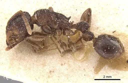 Tetramorium quadridentatum specimen CASENT0906126 image casent0906126_3